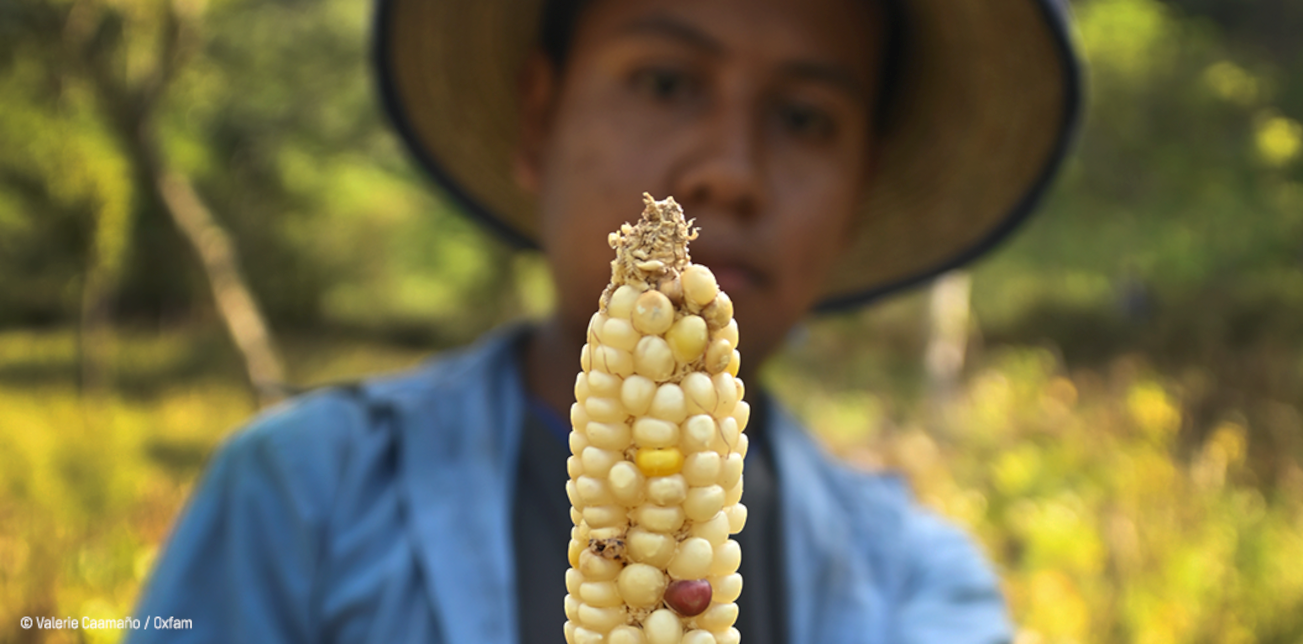 Aborder le changement climatique et la sécurité alimentaire et nutritionnelle dans la Mancomunidad MAMSOHUE de Huehuetenango (Projet 052)